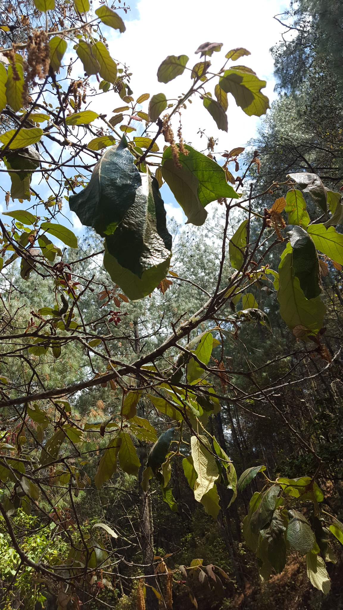Quercus candicans